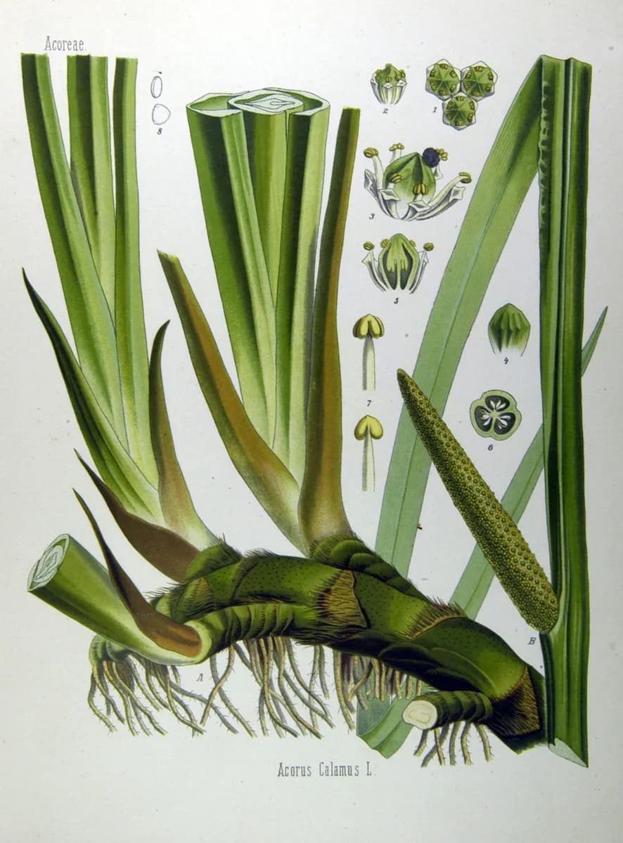 Sweet flag, a botanical engraving from Köhler's Medizinal-Pflanzen, 1887