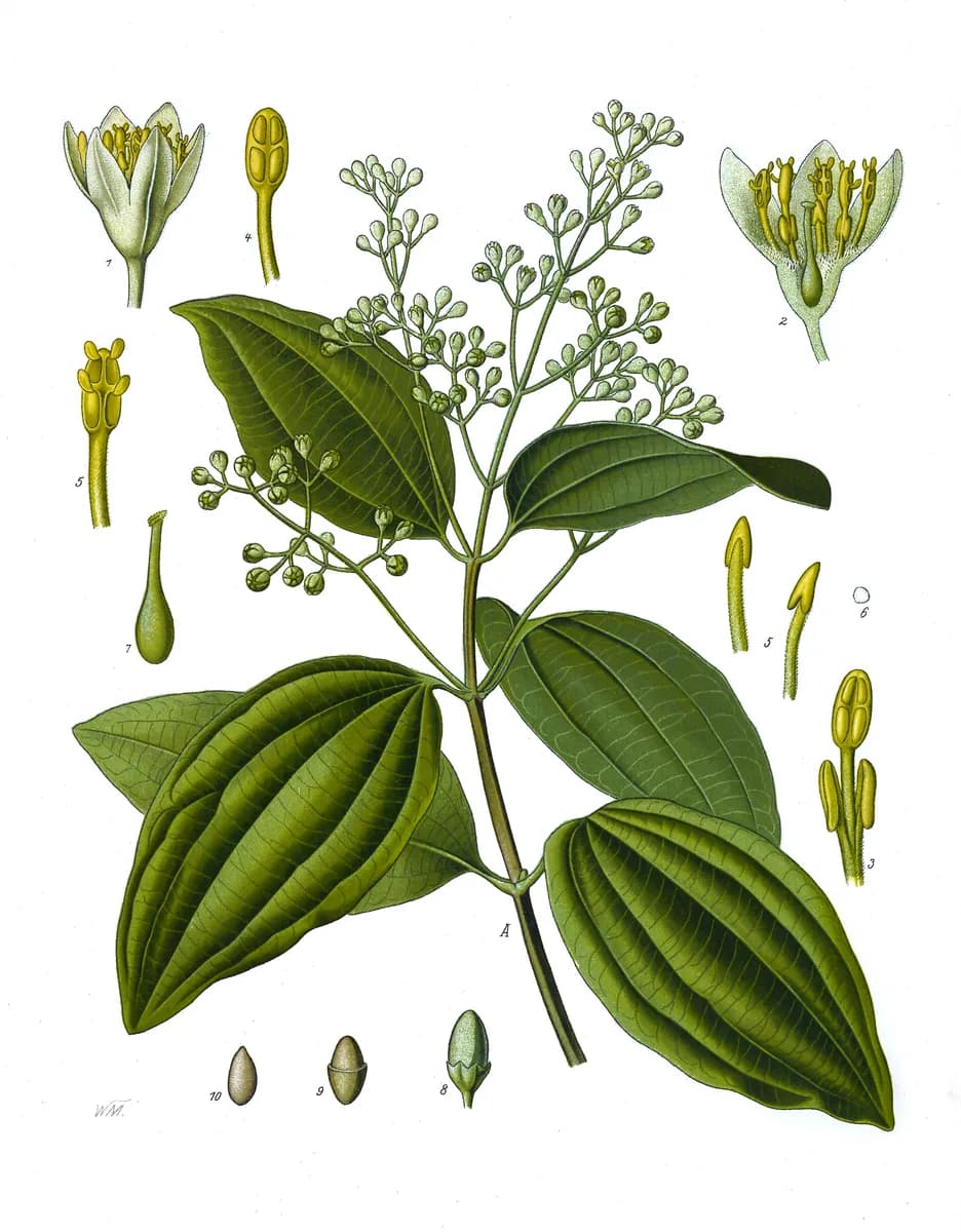 Cinnamon, a botanical engraving from Köhler's Medizinal-Pflanzen, 1887