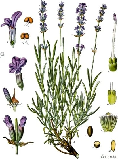 Dried lavender flowers, a botanical engraving from Köhler's Medizinal-Pflanzen, 1887