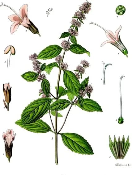 Mint, a botanical engraving from Köhler's Medizinal-Pflanzen, 1887