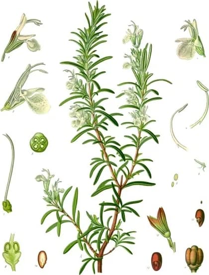 Rosemary, a botanical engraving from Köhler's Medizinal-Pflanzen, 1887