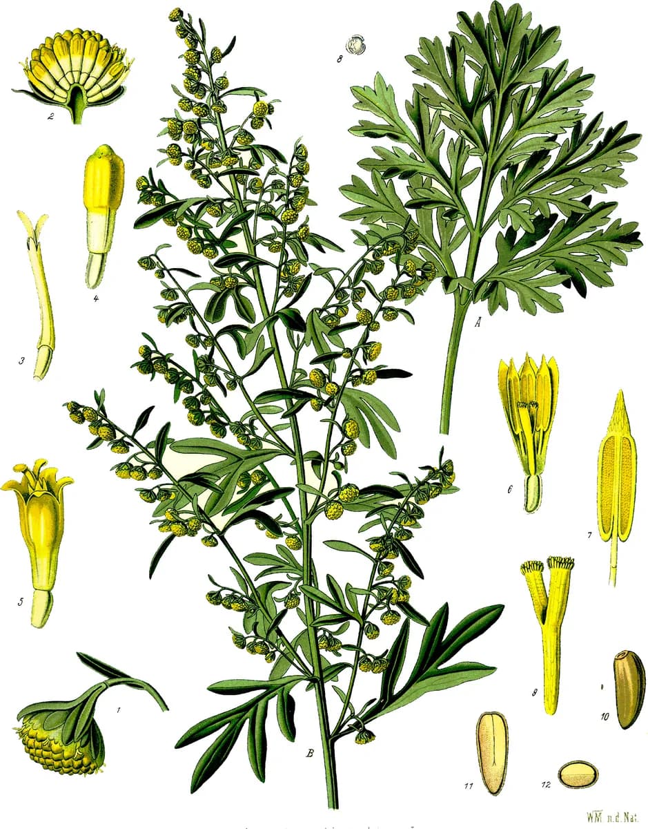 Greater wormwood, a botanical engraving from Köhler's Medizinal-Pflanzen, 1887